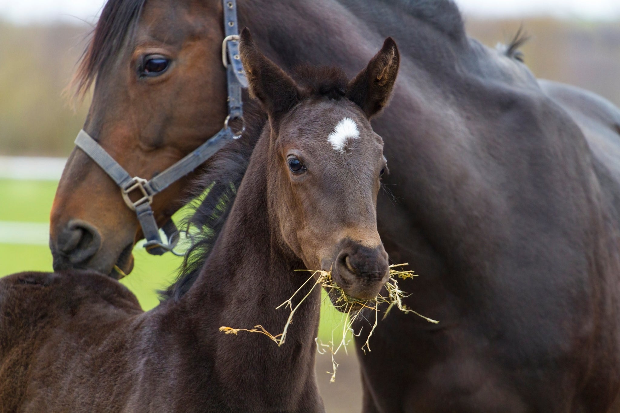 Full Disclosure: What’s in Our Booster Pellets?