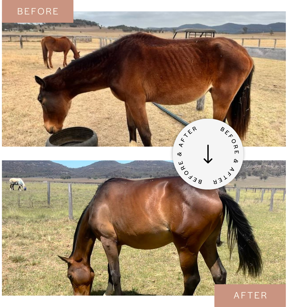 Healthy weight gain for a skinny horse