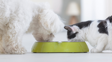 Essential Fatty Acids For Cat and Dog Health