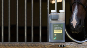 Is Your Horse Run Down? Signs They Need Immune Support (And What to Do)