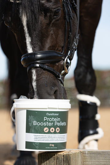 Boost Your Horse’s Health with EquaCare’s Protein Booster Pellets!