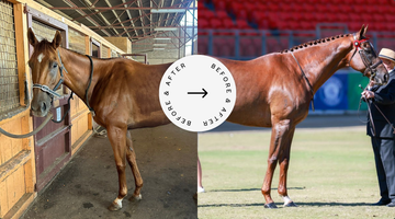 Struggling with a Skinny Horse? Here’s How to Add Condition Safely