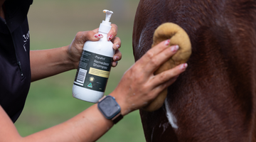 Supporting Your Horse’s Skin & Immunity Through the Cold Months
