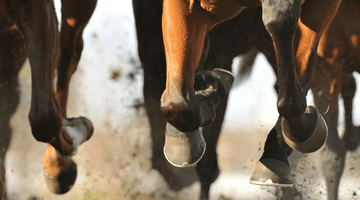 The Significance of Joint, Bone and Hoof Health in Horses