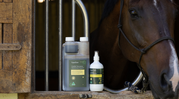 Tired of Queensland Itch? Here’s How to Help Your Horse from the Inside Out