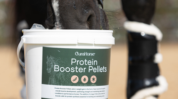 Topline Before Show Time: How to Prep Your Horse for Competition Season