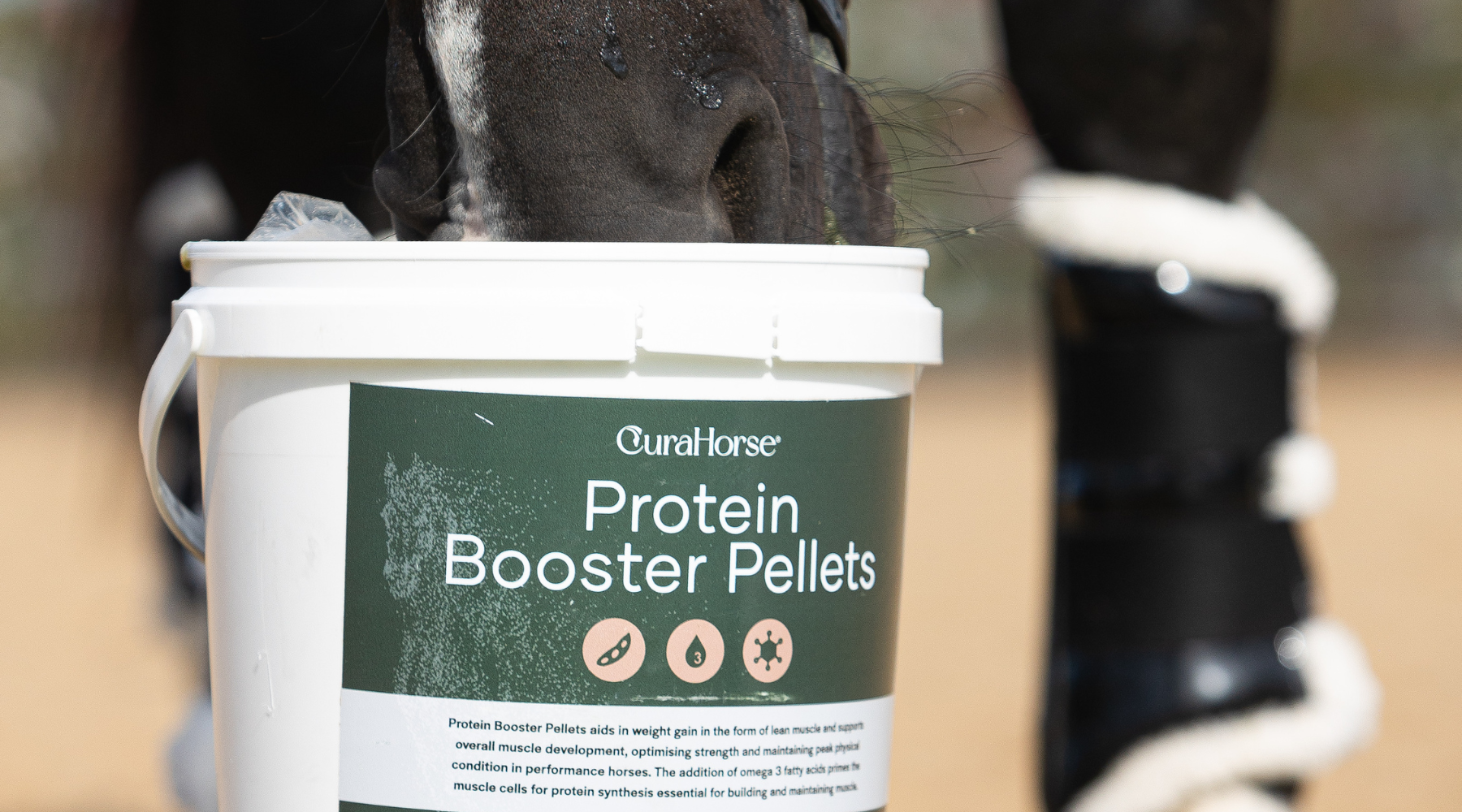 Topline Before Show Time: How to Prep Your Horse for Competition Season