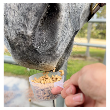 Supplementing your horses feed with Protein