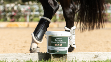 The Best Feed for Healthy Weight Gain in Horses